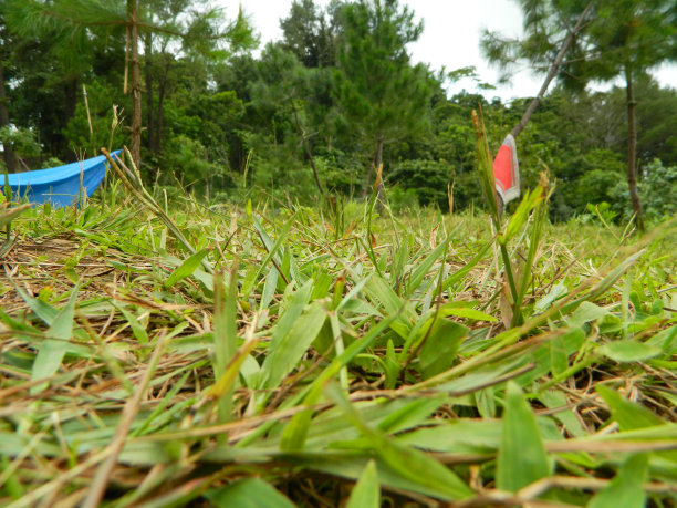 热带植物叶子的特写照片图片下载