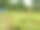 热带植物叶子的特写照片图片下载