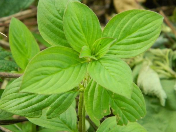 热带植物叶子的特写照片图片下载