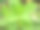 热带植物叶子的特写照片图片下载