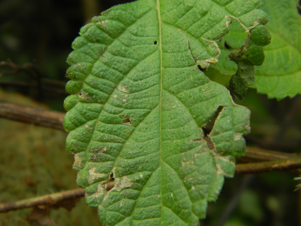 热带植物叶子的特写照片图片下载