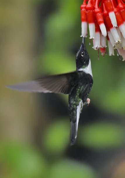 有领印加蜂鸟的肖像照片，它的喙在一朵红白相间的花中飞行图片下载