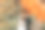 一对情侣在秋天的公园里相爱的照片。一个金发新娘穿着有袖子的婚纱，手里拿着一束花。新郎穿着经典的黑色西装，白色衬衫，打着领带图片下载