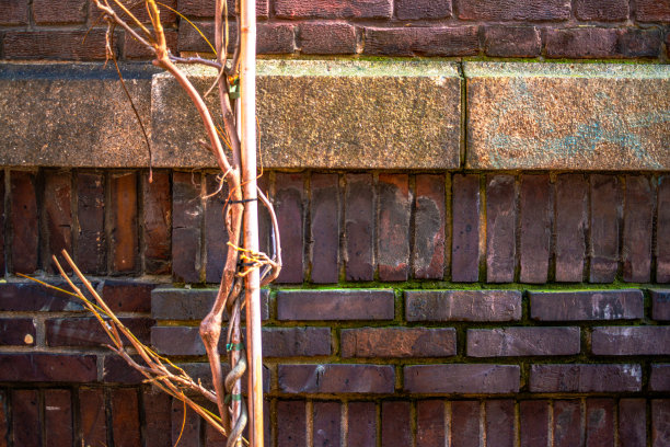 城市的优雅:阿姆斯特丹的砖墙和树枝图片下载