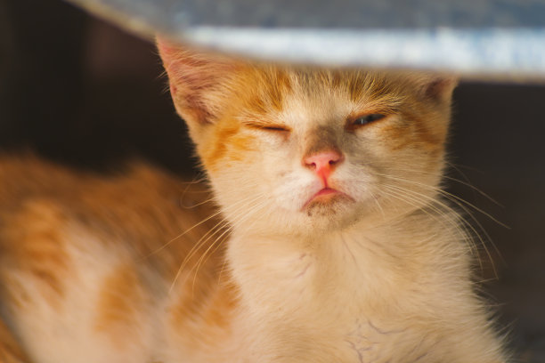 关于这个话题的表情包是空白的，猫眯着眼睛皱着眉头，脸上带着愤怒的表情，好像不相信叙述者，表现出消极的态度，感觉被欺骗了图片下载