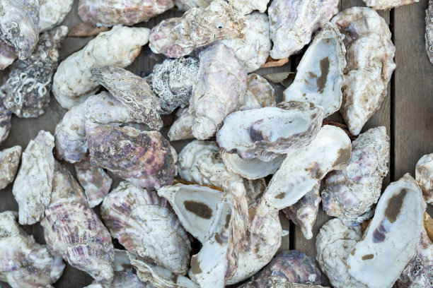 有很多牡蛎壳的质感图片下载