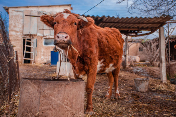 牛来自乌兹别克斯坦的家乡图片下载