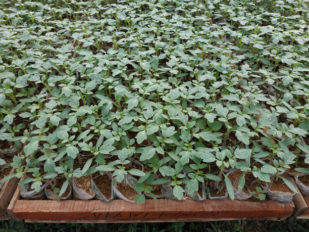 番茄种子，番茄叶子的照片，新鲜绿叶的照片，栽培番茄的地方，新鲜绿叶主题的照片背景图片下载