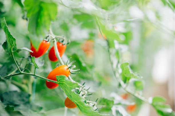 温室里树枝上生机勃勃的西红柿图片下载