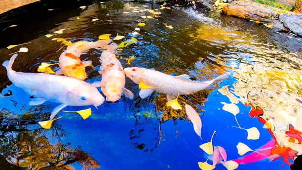 秋日的日本花园。黄色的银杏叶落在鲤鱼游过的水面上。美丽的西城井跳跃图片下载