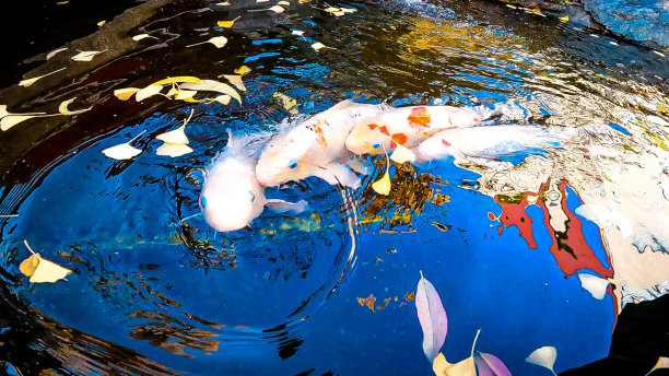 秋日的日本花园。黄色的银杏叶落在鲤鱼游过的水面上。美丽的西城井跳跃图片下载