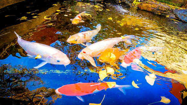 秋日的日本花园。黄色的银杏叶落在鲤鱼游过的水面上。美丽的西城井跳跃图片下载