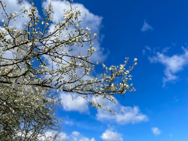 樱花树图片下载
