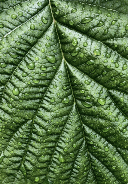 绿叶纹理与雨后水滴的特写微距照片。微距拍摄自然模式图片下载