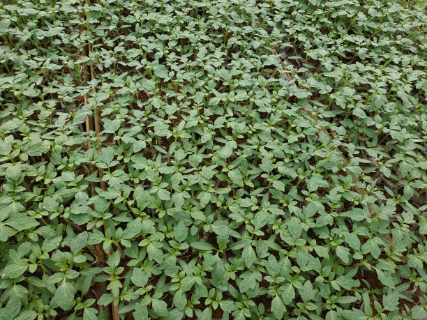 番茄种子，番茄叶子的照片，新鲜绿叶的照片，栽培番茄的地方，新鲜绿叶主题的照片背景图片下载