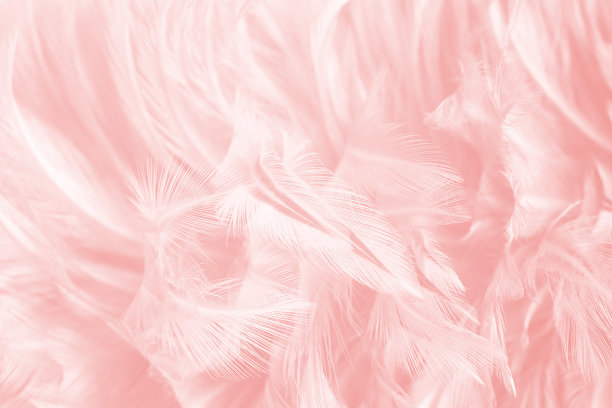 美丽柔软的粉红色羽毛图案纹理背景图片下载