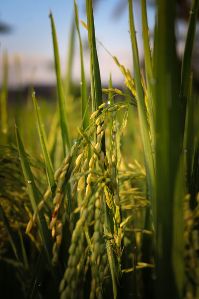水稻树的特写照片图片下载