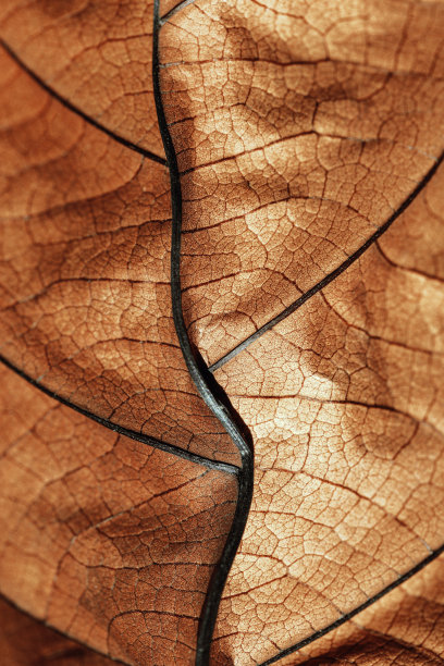 秋天干叶纹理背景。叶片微距照片显示复杂的棕色纹理，在阳光下枯萎的自然叶子，黑暗的阴影。脉图案在温暖的秋天色调，低景深图片下载