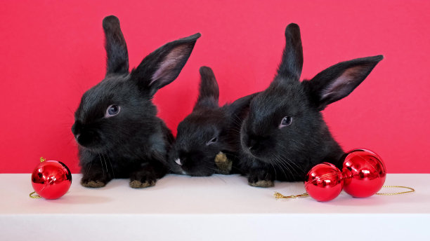 三只黑兔子坐在白色的桌子旁，红色的圣诞球孤立在红色的背景上。兔是中国农历2023年的象征。新年贺卡。动物的家庭。可爱的宠物图片下载