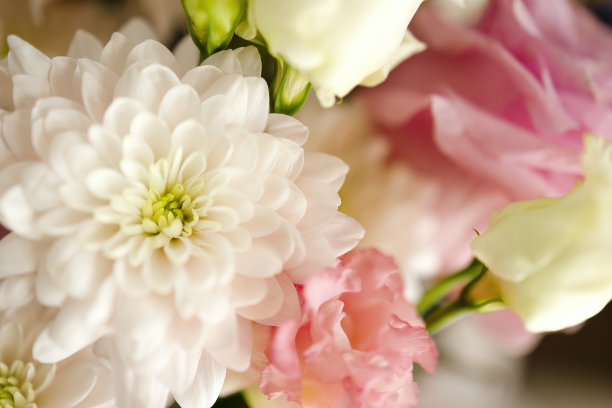 微距照片的菊花在一个美丽的花束，贺卡的节日。图片下载