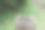 蜻蜓坐在一根原木或一块木头在森林里，特写照片。绿色背景的宏。图片下载