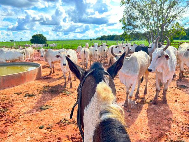牧群对草场集约化系统的影响图片下载