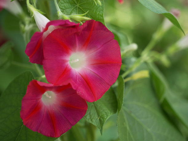 两朵粉红色的牡丹，一张微距照片。美丽的紫红色花朵。图片下载
