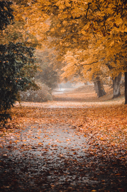 公园里的小路和树的照片图片下载