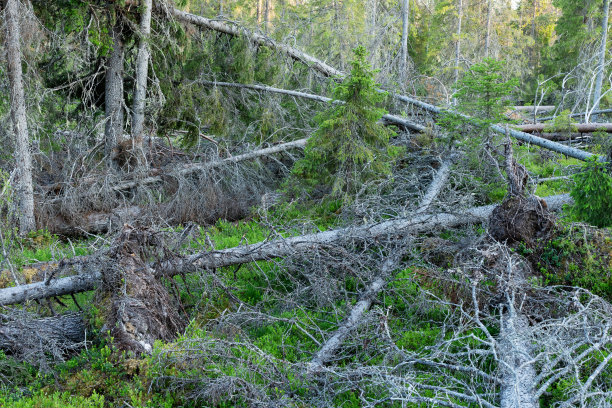 暴风雨后森林里倒下的树木。芬兰库萨莫附近的伊瓦拉原始森林拍摄的风暴破坏照片。图片下载