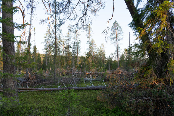暴风雨后森林里倒下的树木。芬兰库萨莫附近的伊瓦拉原始森林拍摄的风暴破坏照片。图片下载