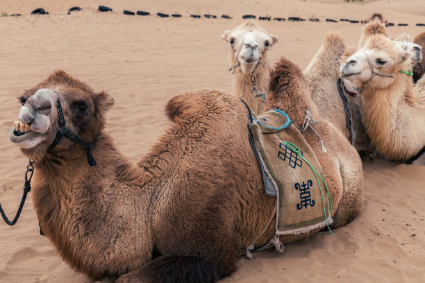 在中国内蒙古戈壁沙漠中休息的骆驼队图片下载