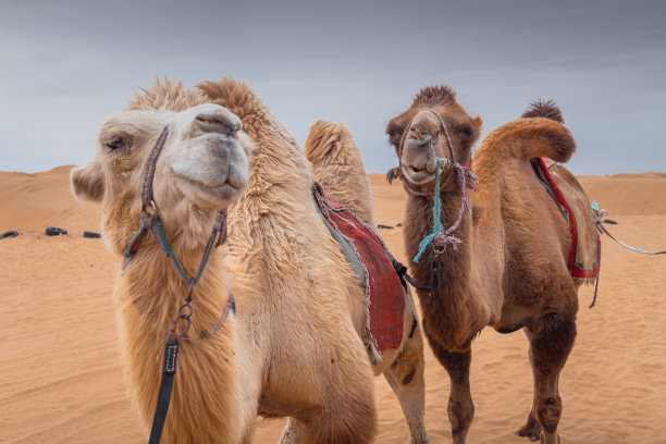 中国内蒙古沙漠中三只滑稽骆驼的特写图片下载