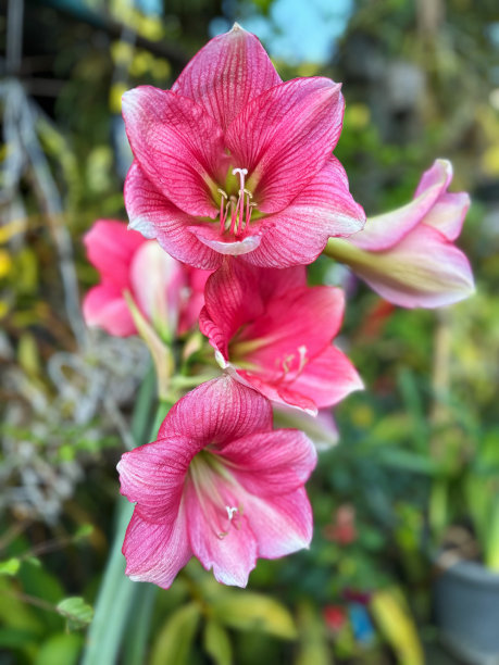 亚洲，泰国北部，朱红色的曝光(Hippeastrum 'Exposure)的特写照片。单瓣明亮的经典粉红色花，白色条纹通向花的中心和绿色的花喉。图片下载