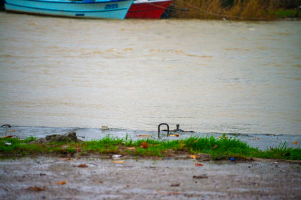 空中交响曲:鸬鹚渡河图片下载