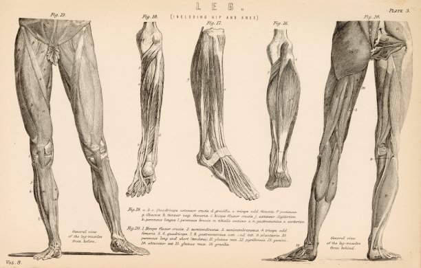 腿部肌肉的解剖学概观。古董1880艺术库存图像图片下载