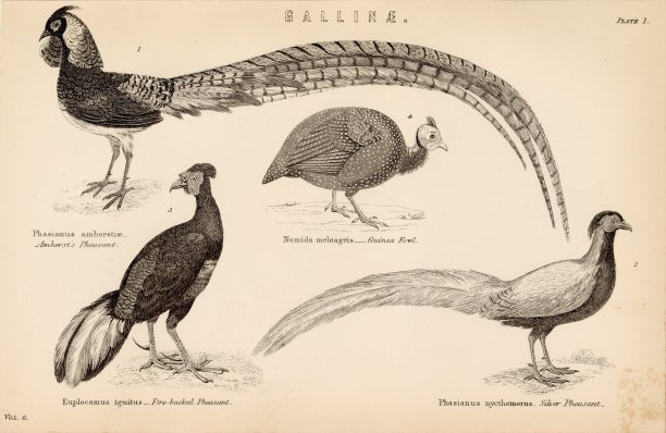 珍珠鸡，珍珠鸡。1880年复古图片图片下载