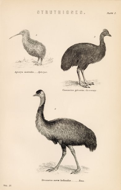 鸟类:翼鸟、食火鸡、鸸鹋。古董1880库存图片图片下载
