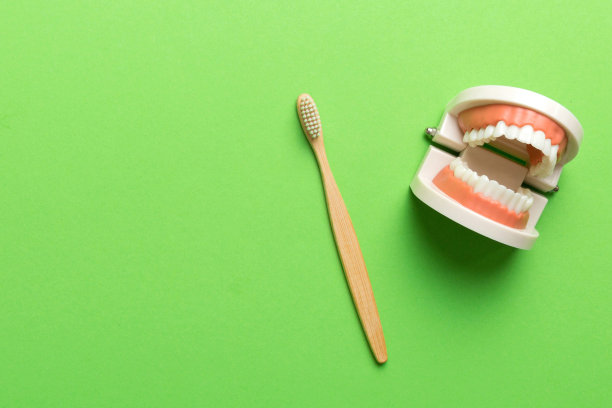 一个人的下巴与白色的牙齿和牙刷的特写模型。牙科概念照片。假牙科。带有复制空间的假全景视图图片下载