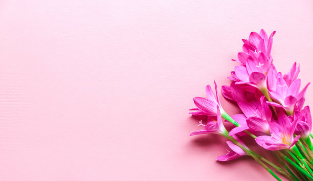 顶部的照片花束粉红色的百合在孤立的粉红色背景与copyspace。春花在粉红色的平地上躺着。贺卡，节日概念。西风花图片下载