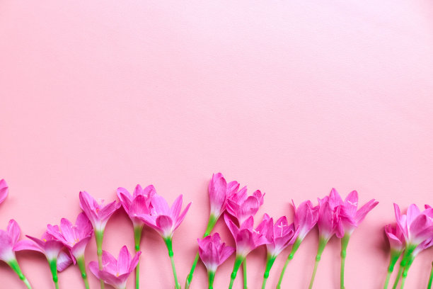 顶部的照片花束粉红色的百合在孤立的粉红色背景与copyspace。春花在粉红色的平地上躺着。贺卡，节日概念。西风花图片下载