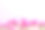 顶部的照片花束粉红色的百合在孤立的粉红色背景与copyspace。春花在粉红色的平地上躺着。贺卡，节日概念。西风花图片下载