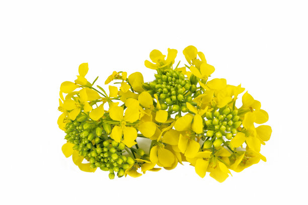 在白色的背景上开花的Sinapis arvensis或芥菜花图片下载