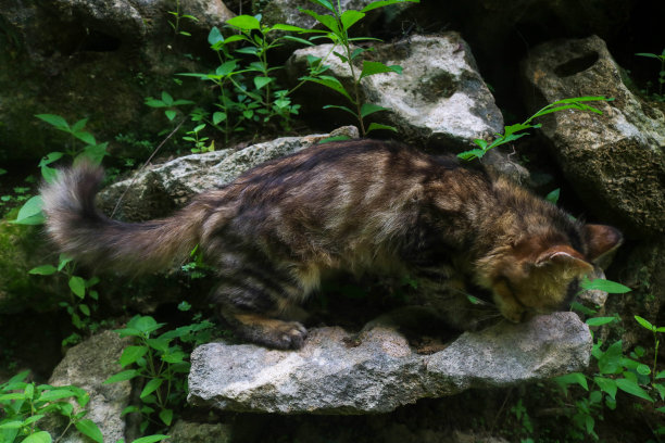 一只纯种缅因猫坐在一块石头上，在大自然中玩耍图片下载