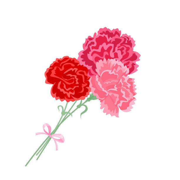 康乃馨花束。红色和粉红色的花和蝴蝶结。矢量卡通插图。图片下载