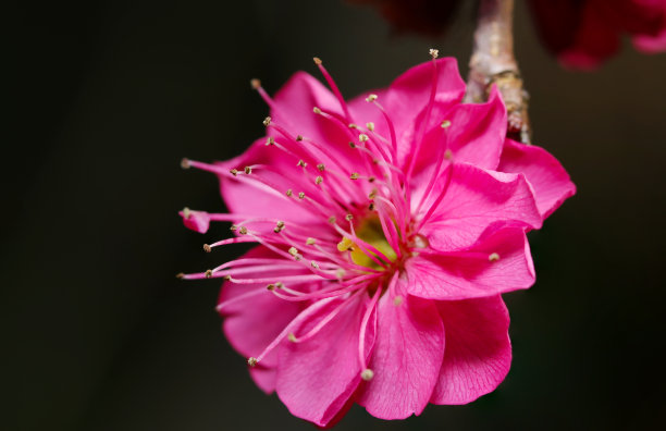 亮粉色梅花头(近景微距黑背景照片)图片下载