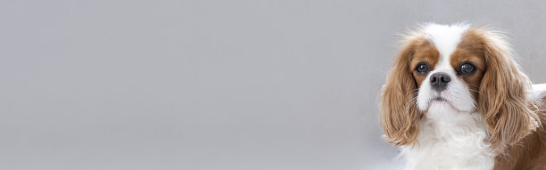 骑士可爱小狗的肖像。横幅，灰色背景上的狗。本空间图片下载