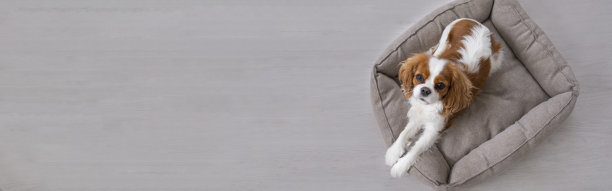 骑士可爱小狗的肖像。横幅，灰色背景上的狗。本空间图片下载