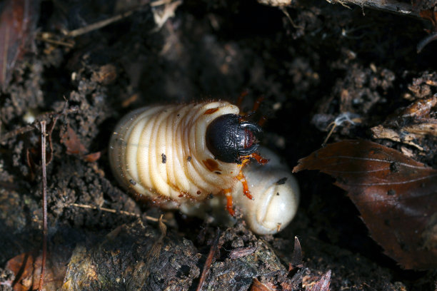 日本犀牛甲虫(Kabutomushi)幼虫在潮湿营养的土壤中生长(自然+闪光灯，微距特写摄影)图片下载