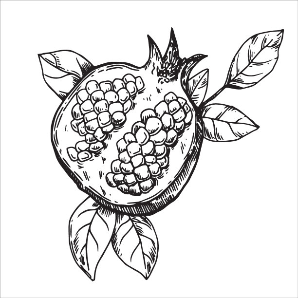 石榴，矢量素描风格。手绘、雕刻图片下载