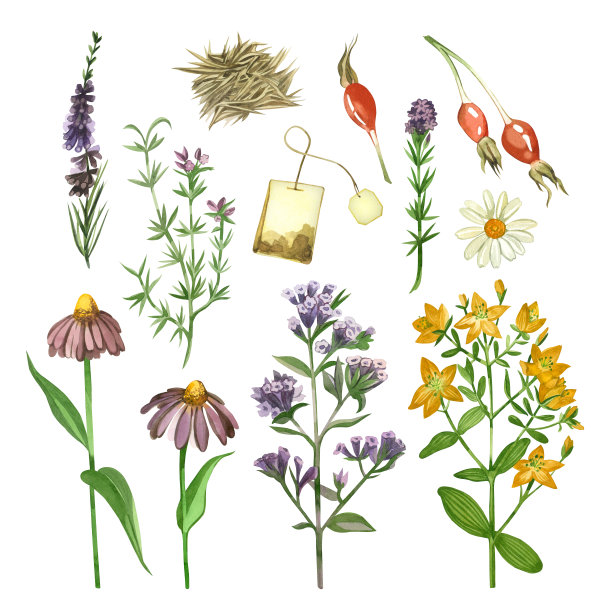 草地花和草药，洋甘菊，肺草，石南，紫锥菊，玫瑰果，牛至，金丝桃科手绘彩色水彩画。适用于印刷书籍、纺织品、图案、包装等图片下载